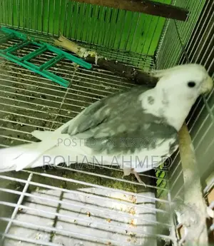 White Face Cockatiel