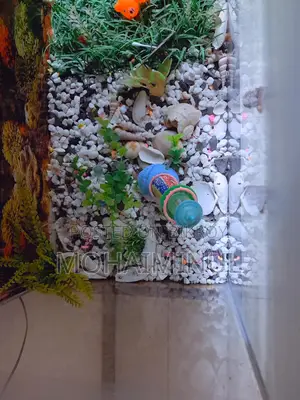 ২৪*১৬ একুরিয়াম + ডেকোরেশন