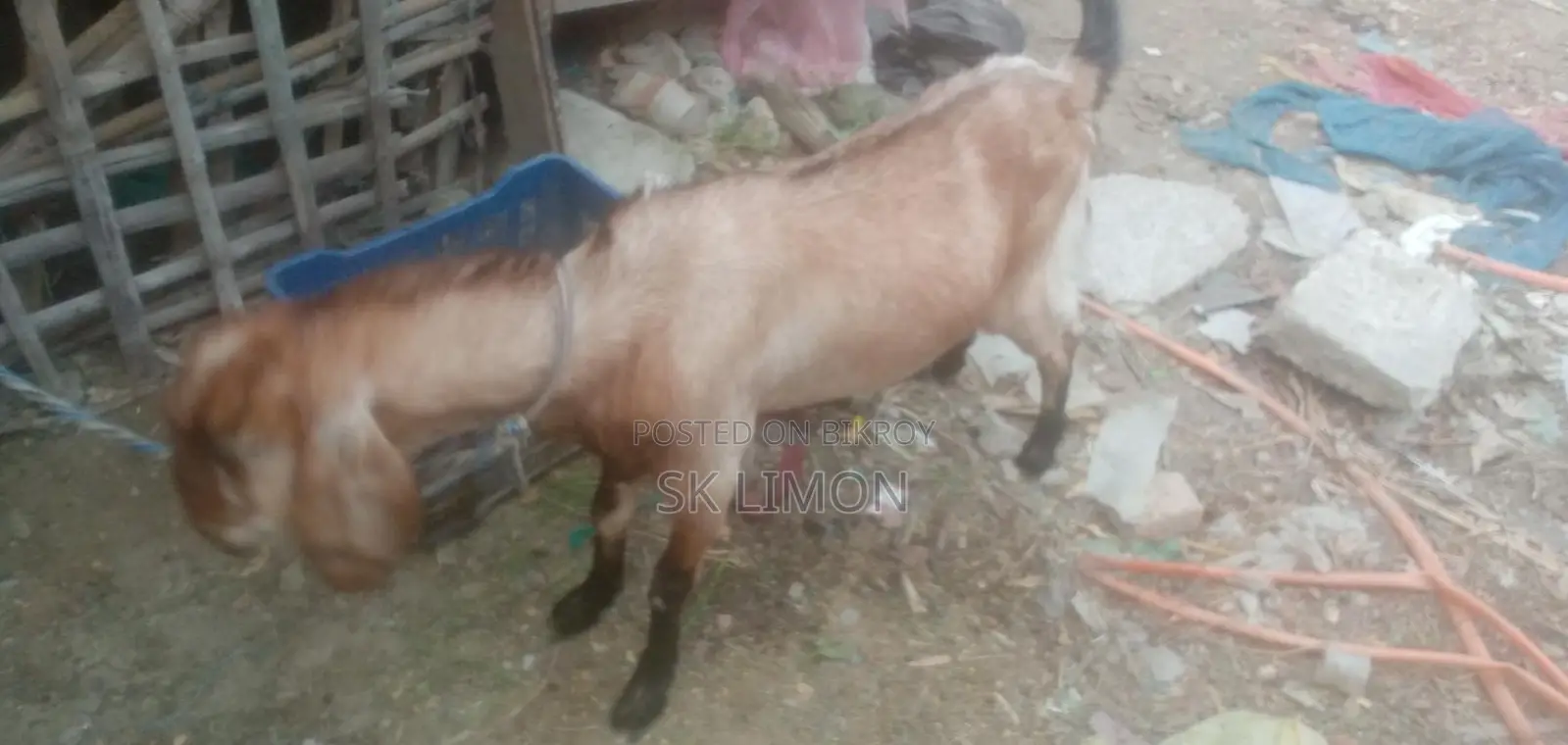 Castrated Goat