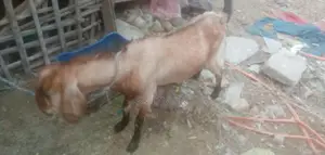 Castrated Goat