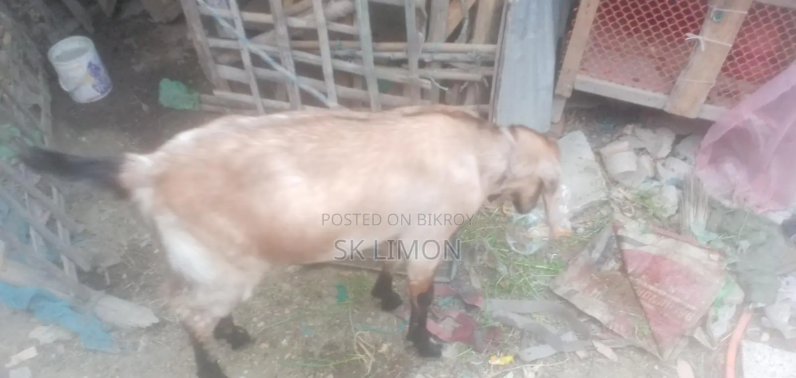Castrated Goat