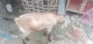 Castrated Goat