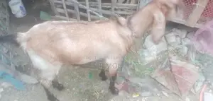 Castrated Goat