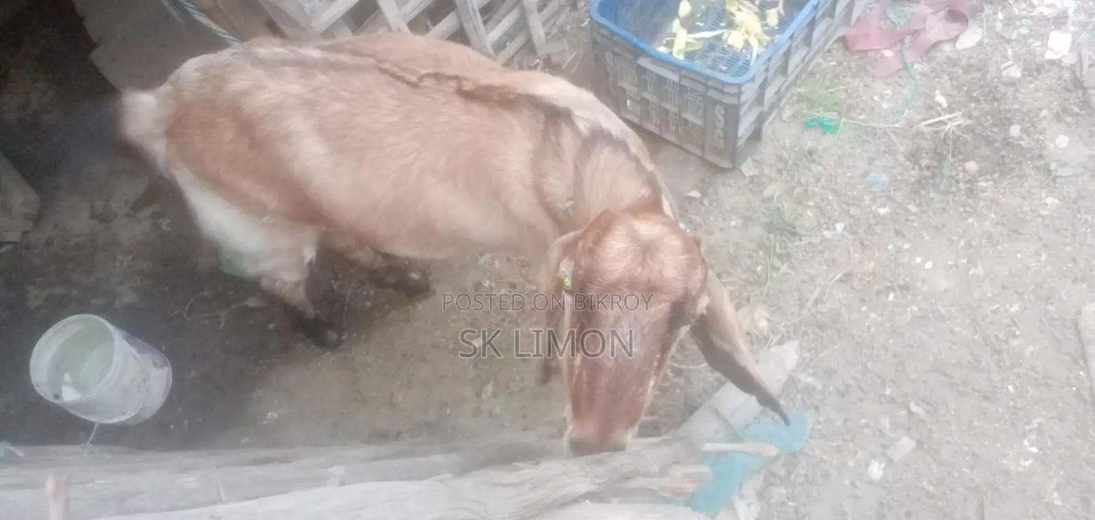 Castrated Goat