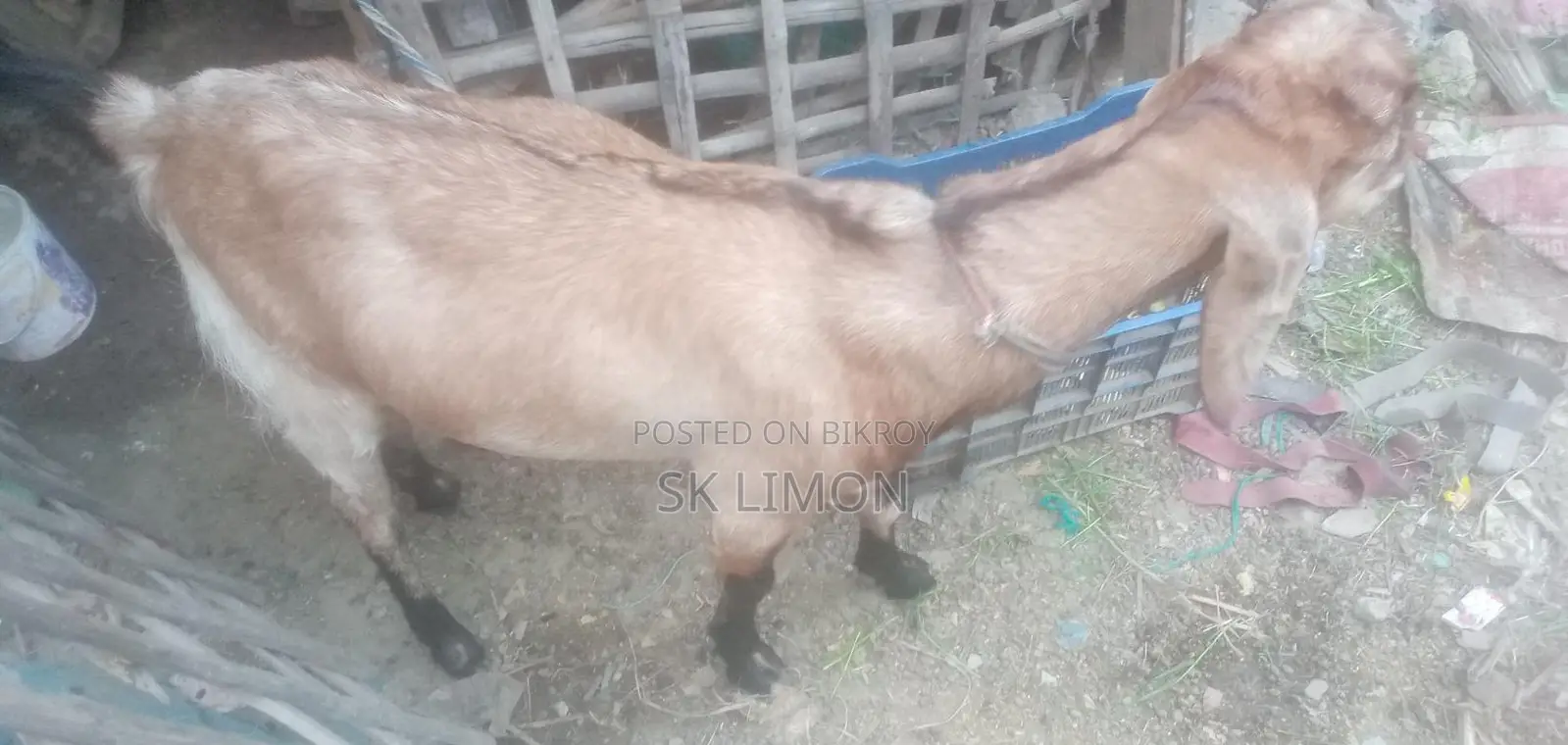 Castrated Goat