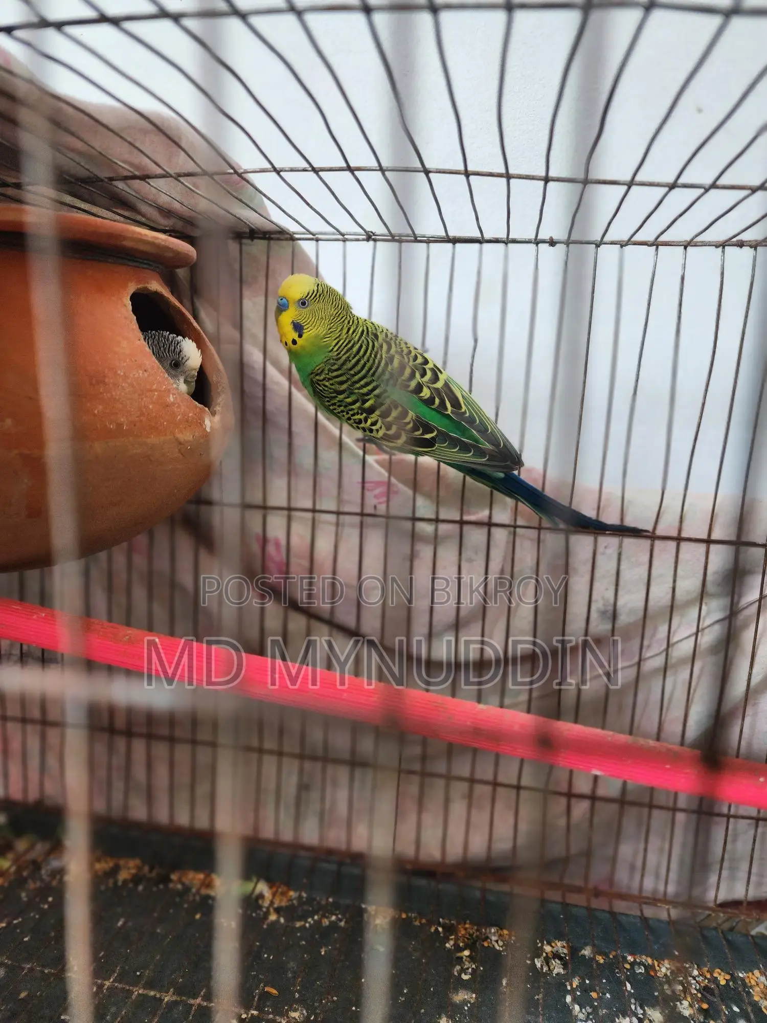 Budgerigar Breeding Pair Sell
