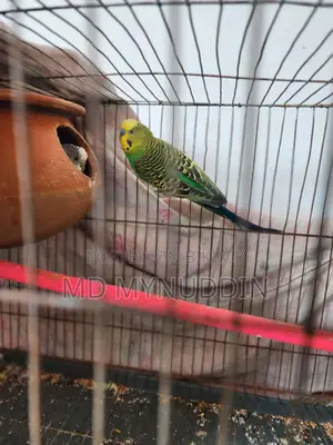 Budgerigar Breeding Pair Sell