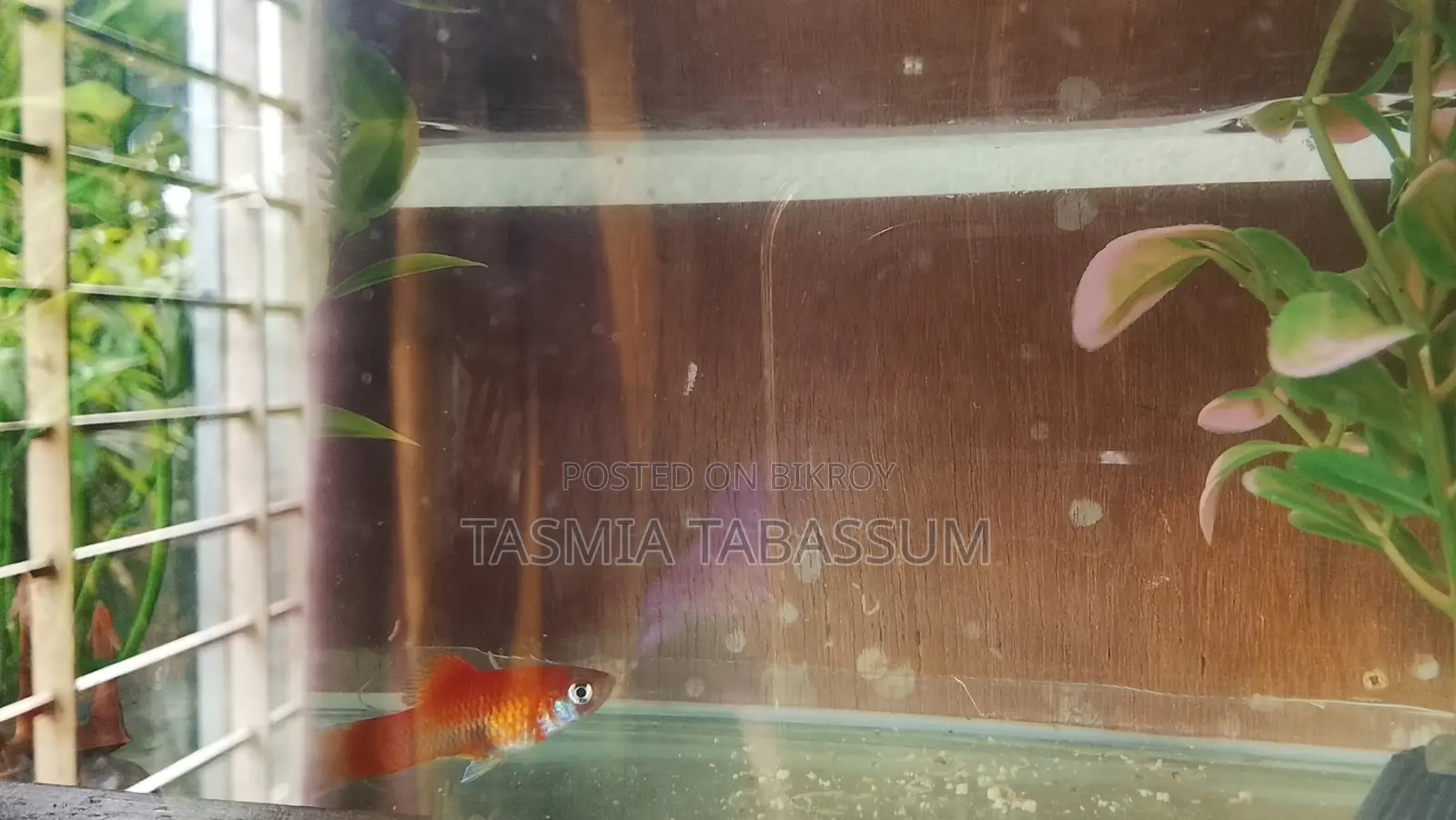 Red Platy for Your Aquarium