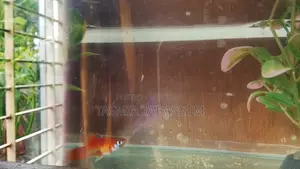 Red Platy for Your Aquarium