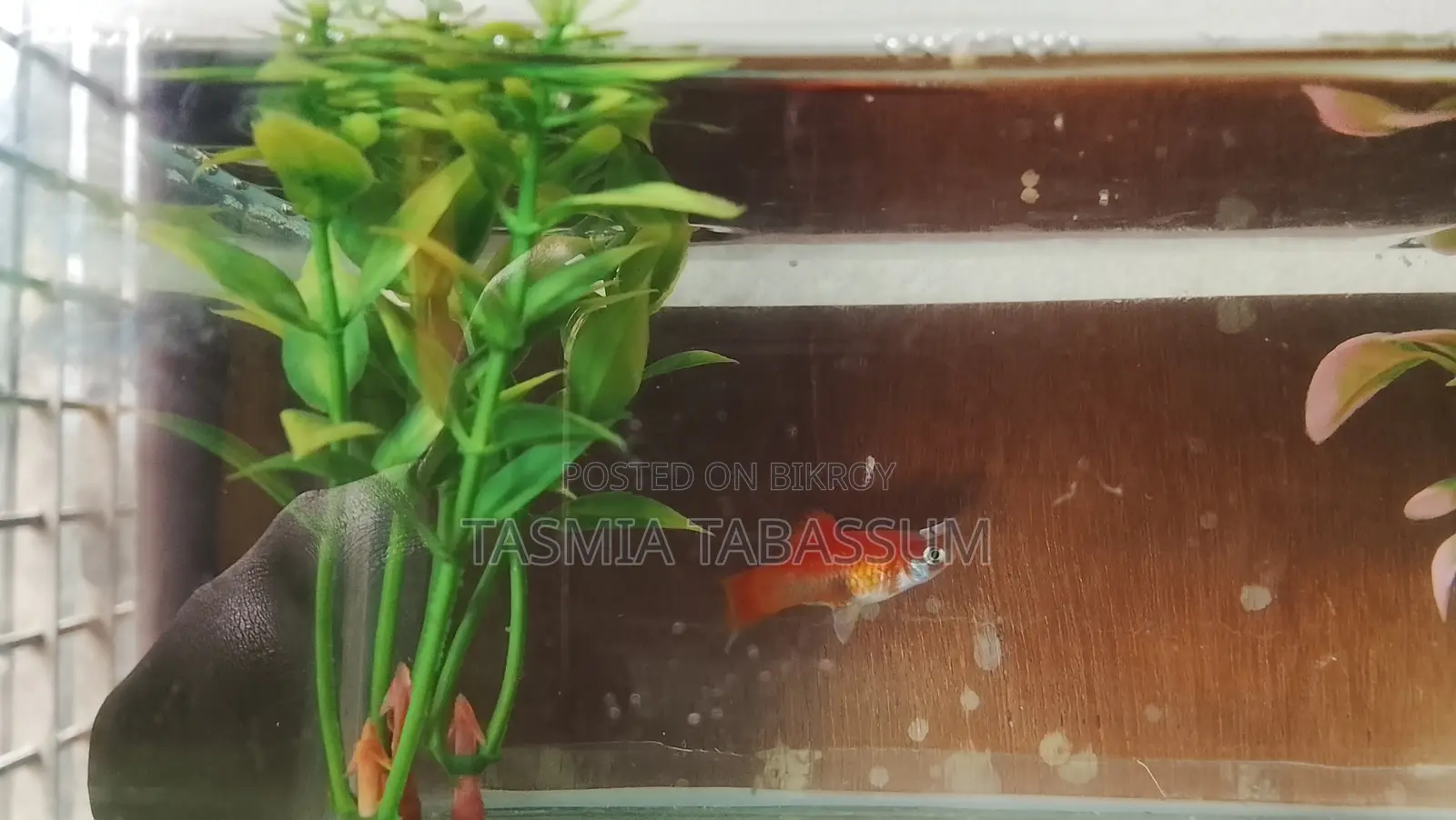 Red Platy for Your Aquarium