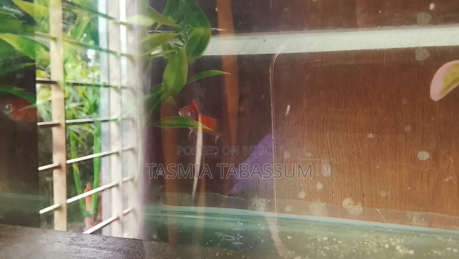 Red Platy for Your Aquarium