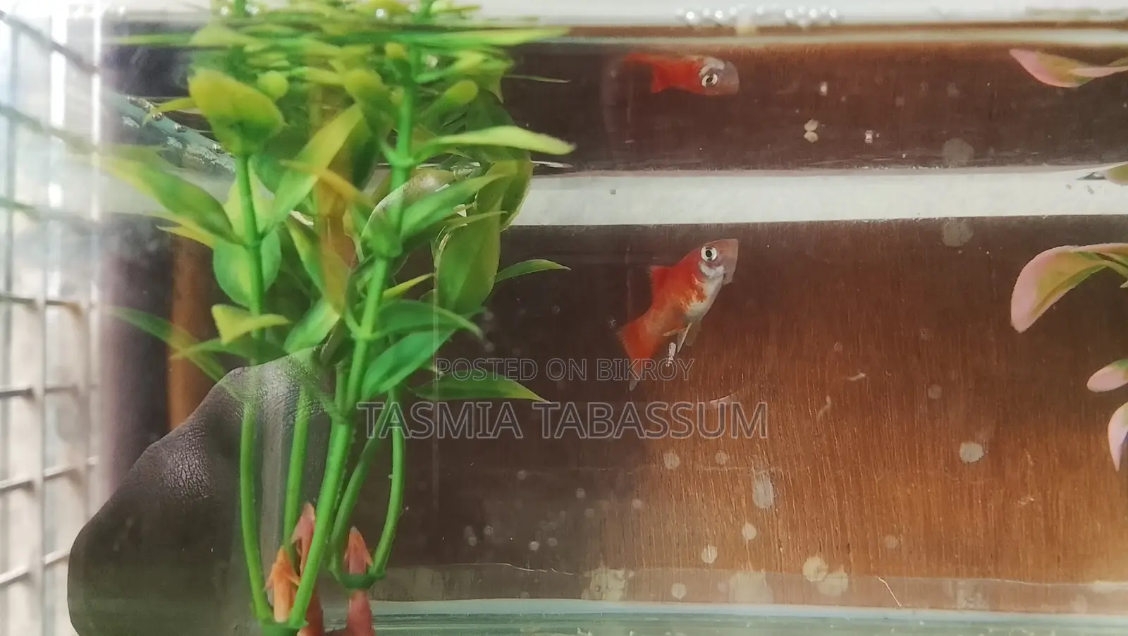 Red Platy for Your Aquarium
