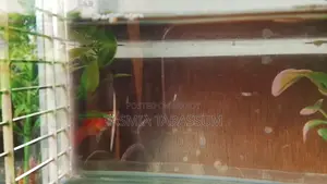 Red Platy for Your Aquarium