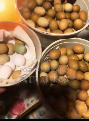 কিং কোয়েল পাখি বীজ ডিম