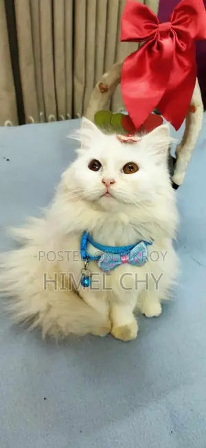 Persian Cat (Pregnant)