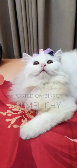Persian Cat (Pregnant)