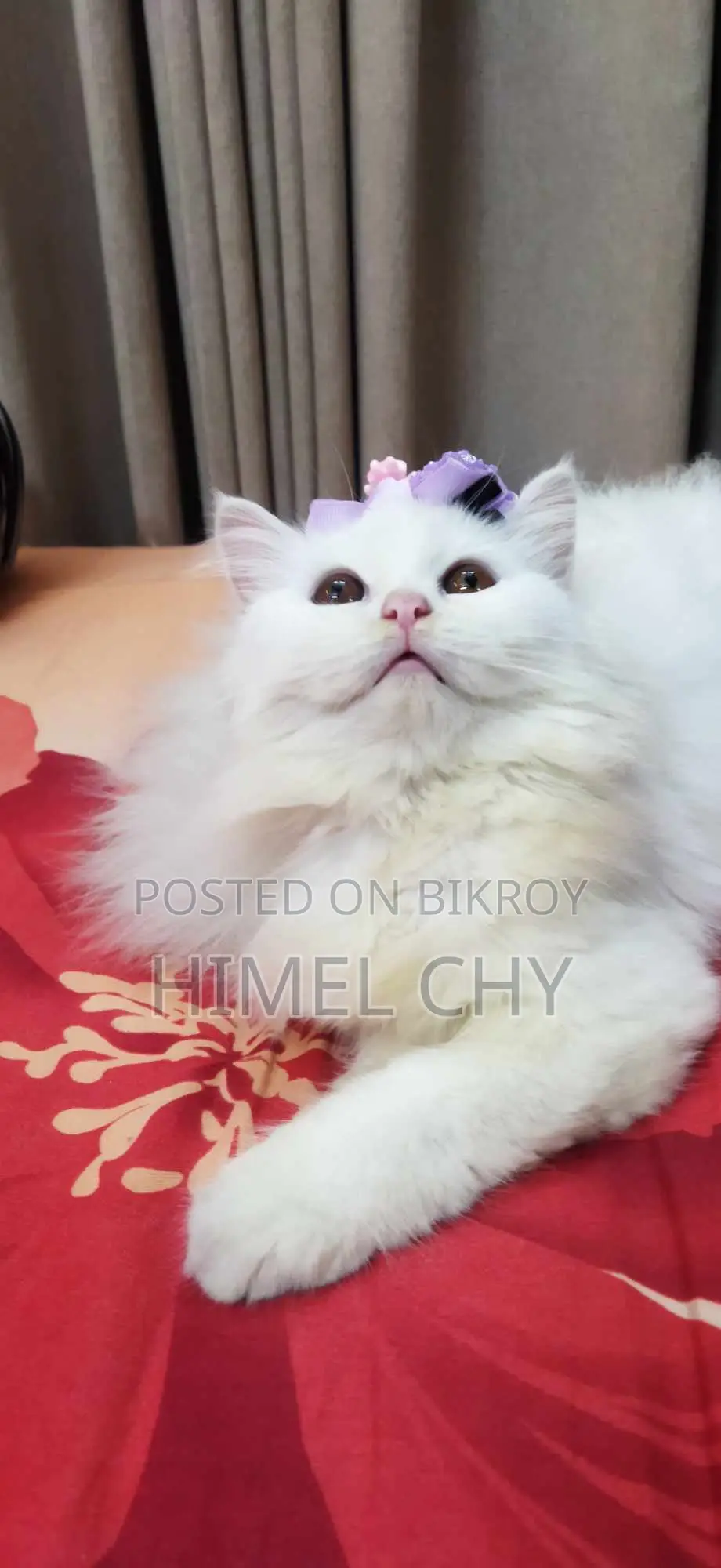 Persian Cat (Pregnant)