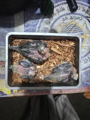 গ্রে ককটেল বেবী