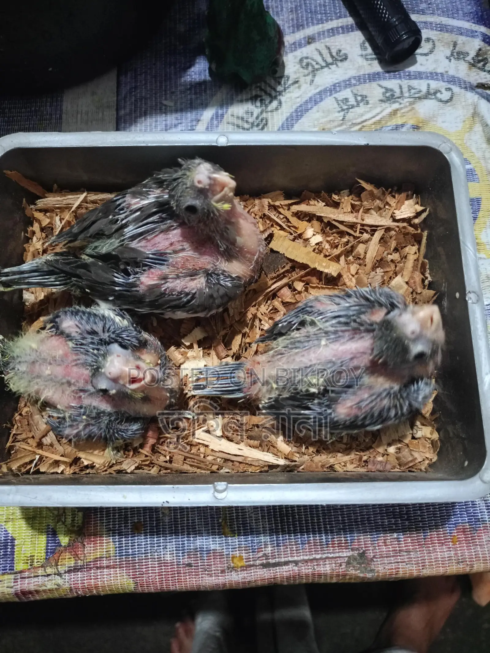 গ্রে ককটেল বেবী