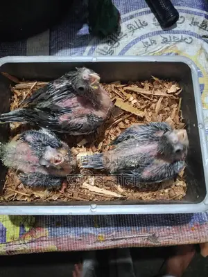 গ্রে ককটেল বেবী
