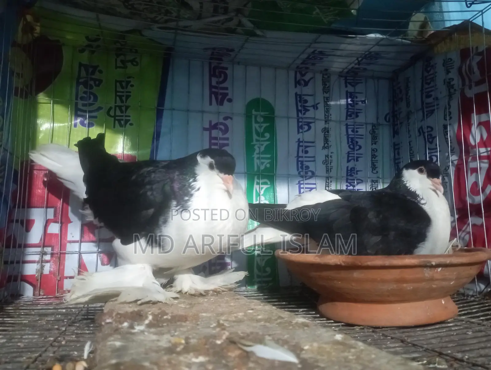 সিরাজি লাহোরী কবুতর