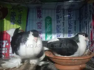 সিরাজি লাহোরী কবুতর