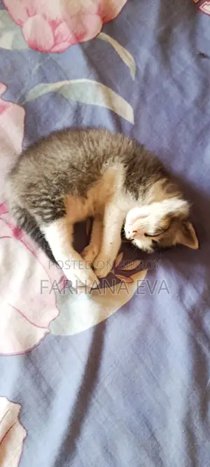 3-6 months Female Mixed Breed Bengal