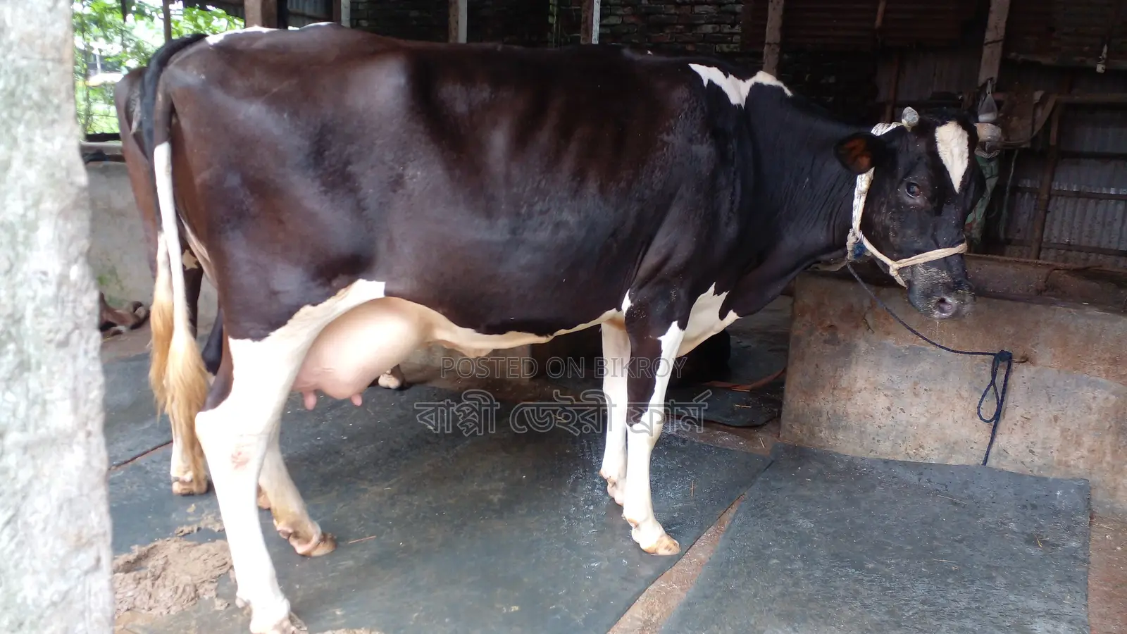 Cow #1061 for Sale.