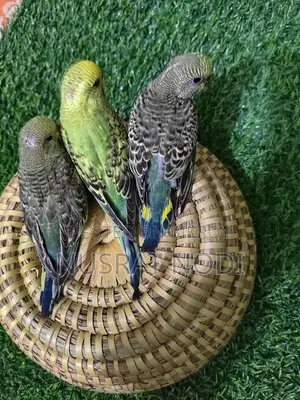 বেবি বাজরিগর
