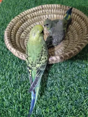 বেবি বাজরিগর