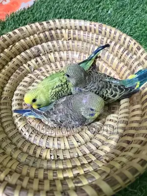 বেবি বাজরিগর