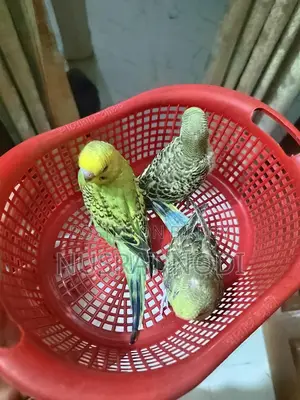 বেবি বাজরিগর