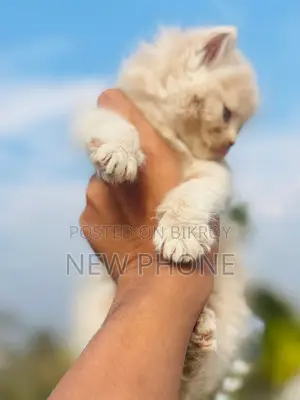 Persian Male Baby, Age: 2 months+, Litter Trained