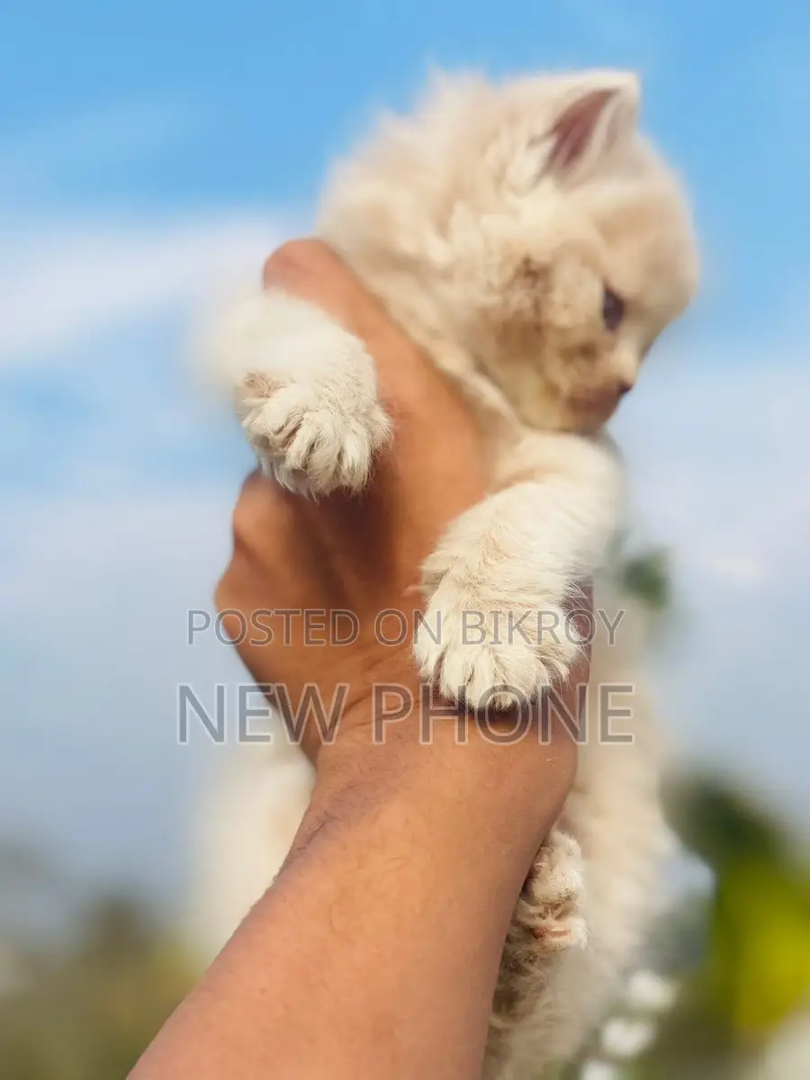 Persian Male Baby, Age: 2 months+, Litter Trained