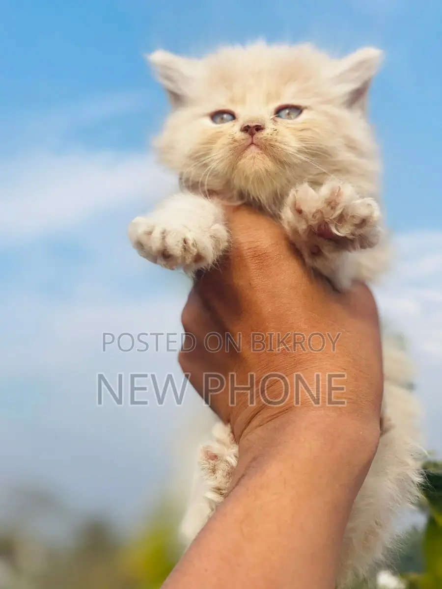 Persian Male Baby, Age: 2 months+, Litter Trained