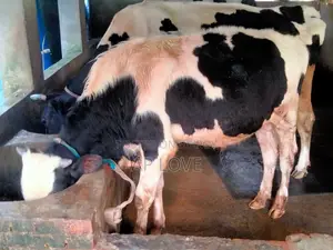 Friesian Cow For Sale