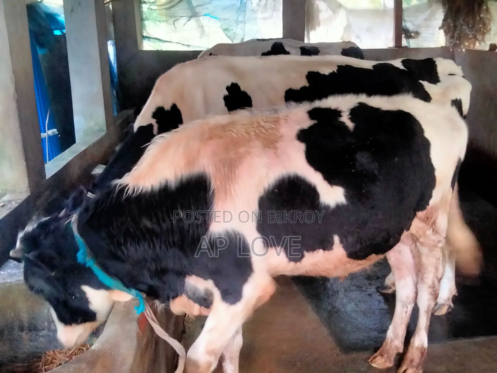 Friesian Cow For Sale