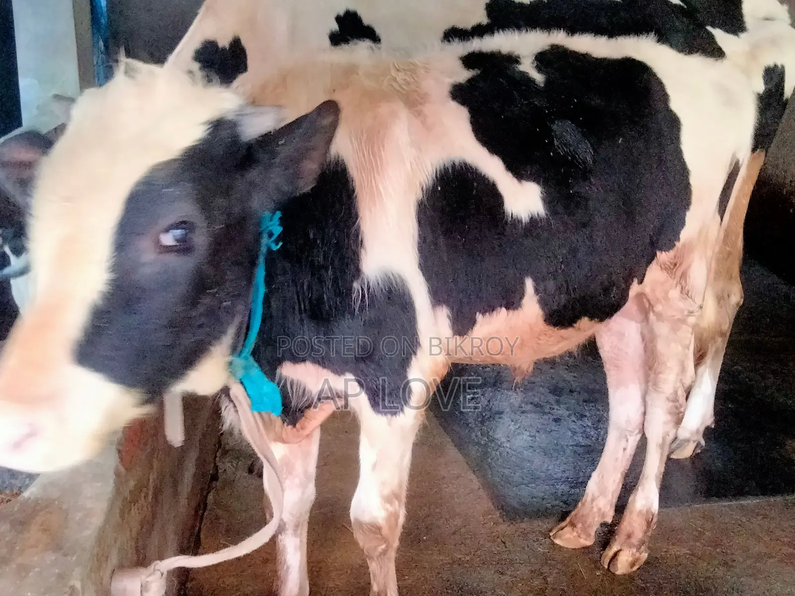 Friesian Cow For Sale