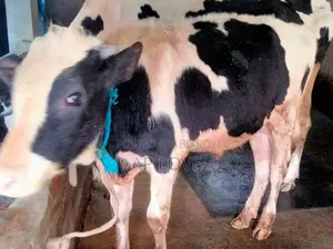 Friesian Cow For Sale