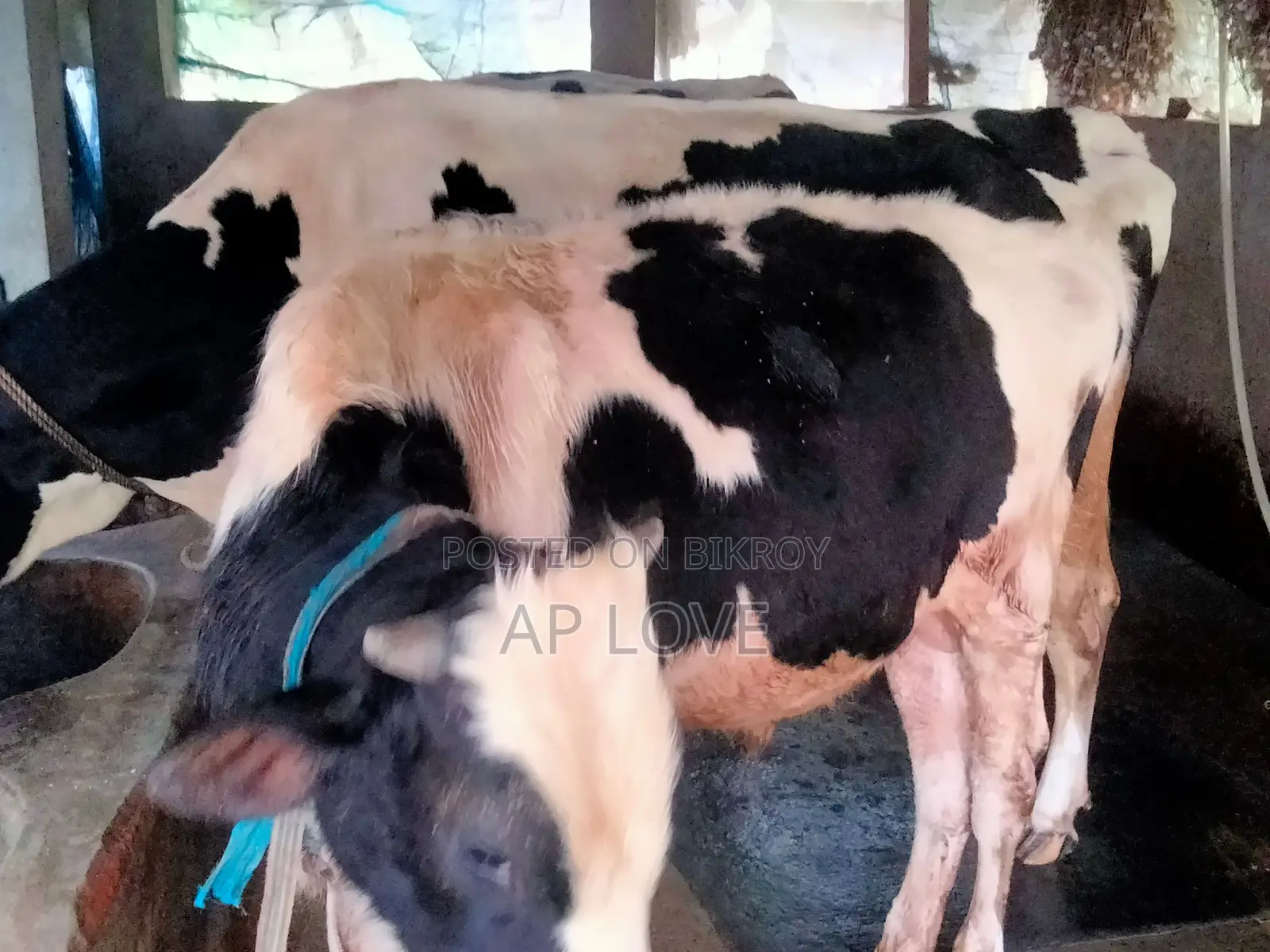 Friesian Cow For Sale