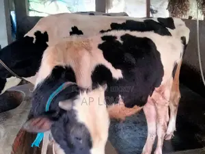 Friesian Cow For Sale
