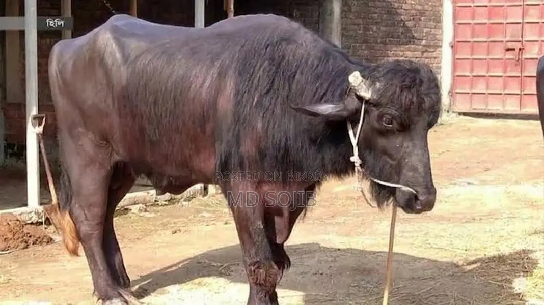 Get Buffalo Meat at a Low Price for Eid-ul-Adha