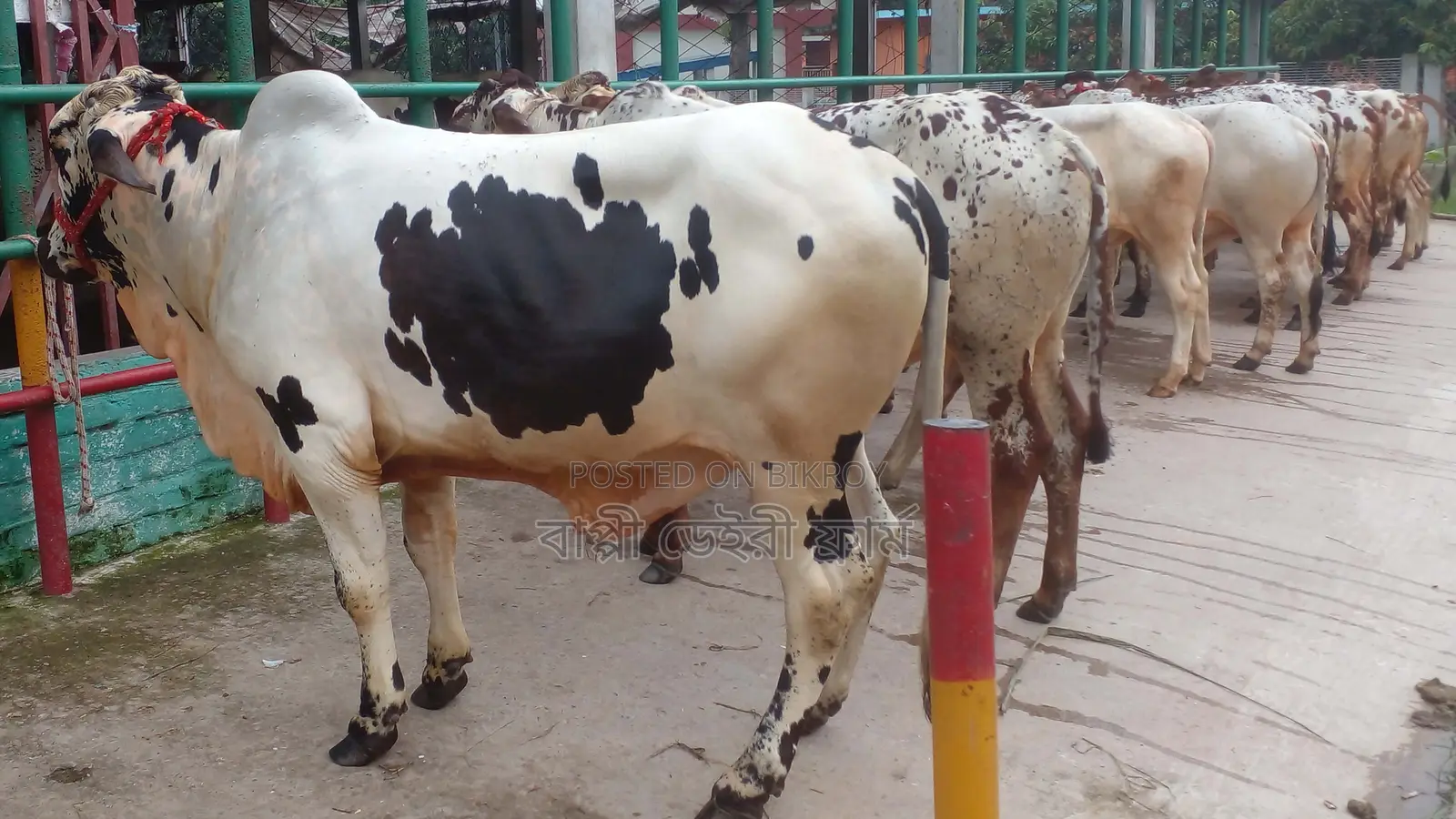 7 High-Quality 915 Breed Bull Calves for Sale