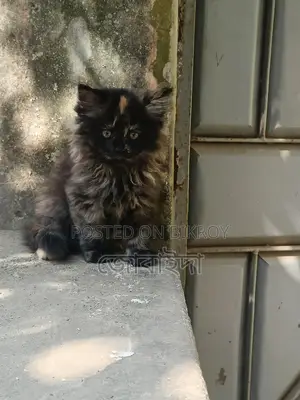 পিওর পার্শিয়ান ফিমেল বিড়াল সেল দেওয়া হবে