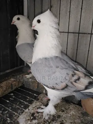 Pigeons for Sale