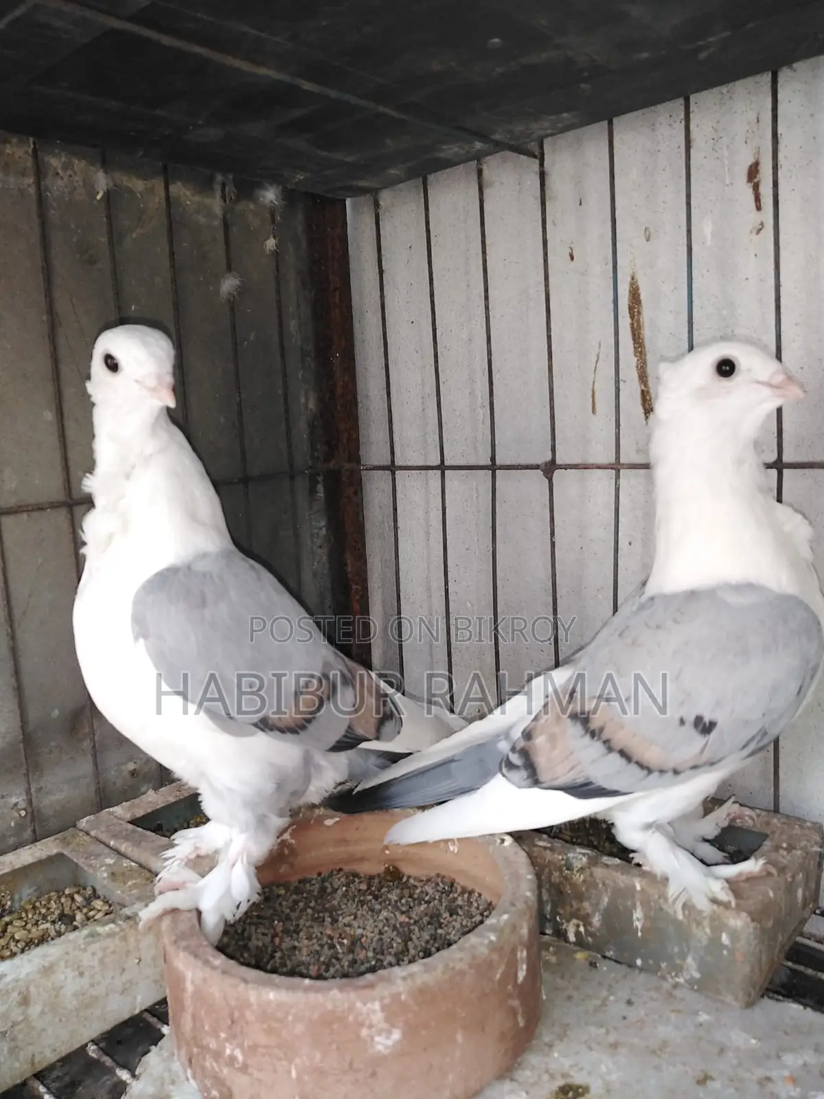 Pigeons for Sale