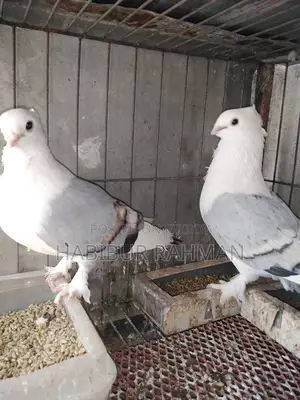 Pigeons for Sale