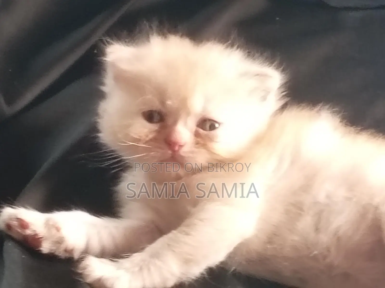 অরজিনাল পারসিয়ান বিড়াল,