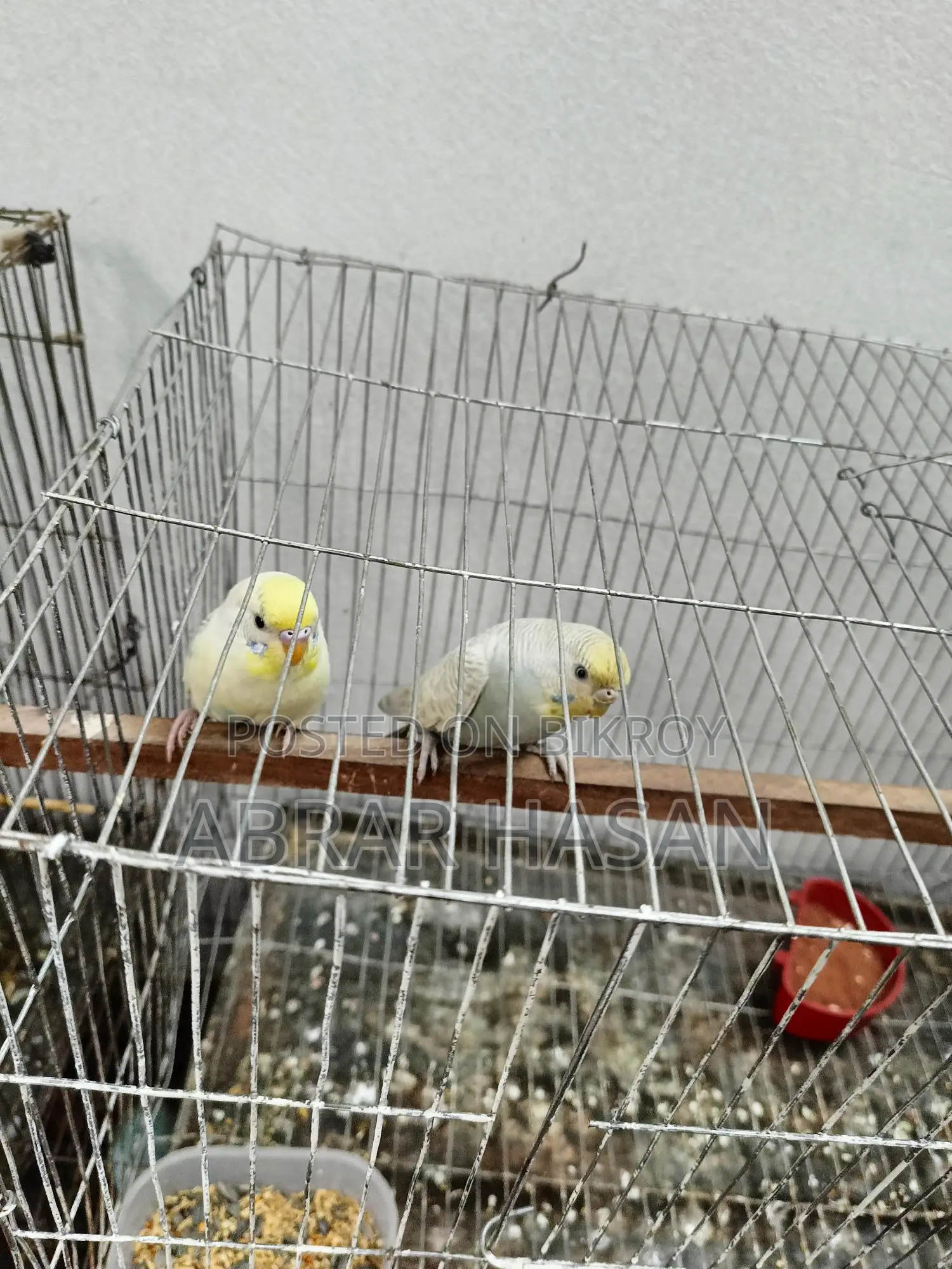 বাজিগর পাখি