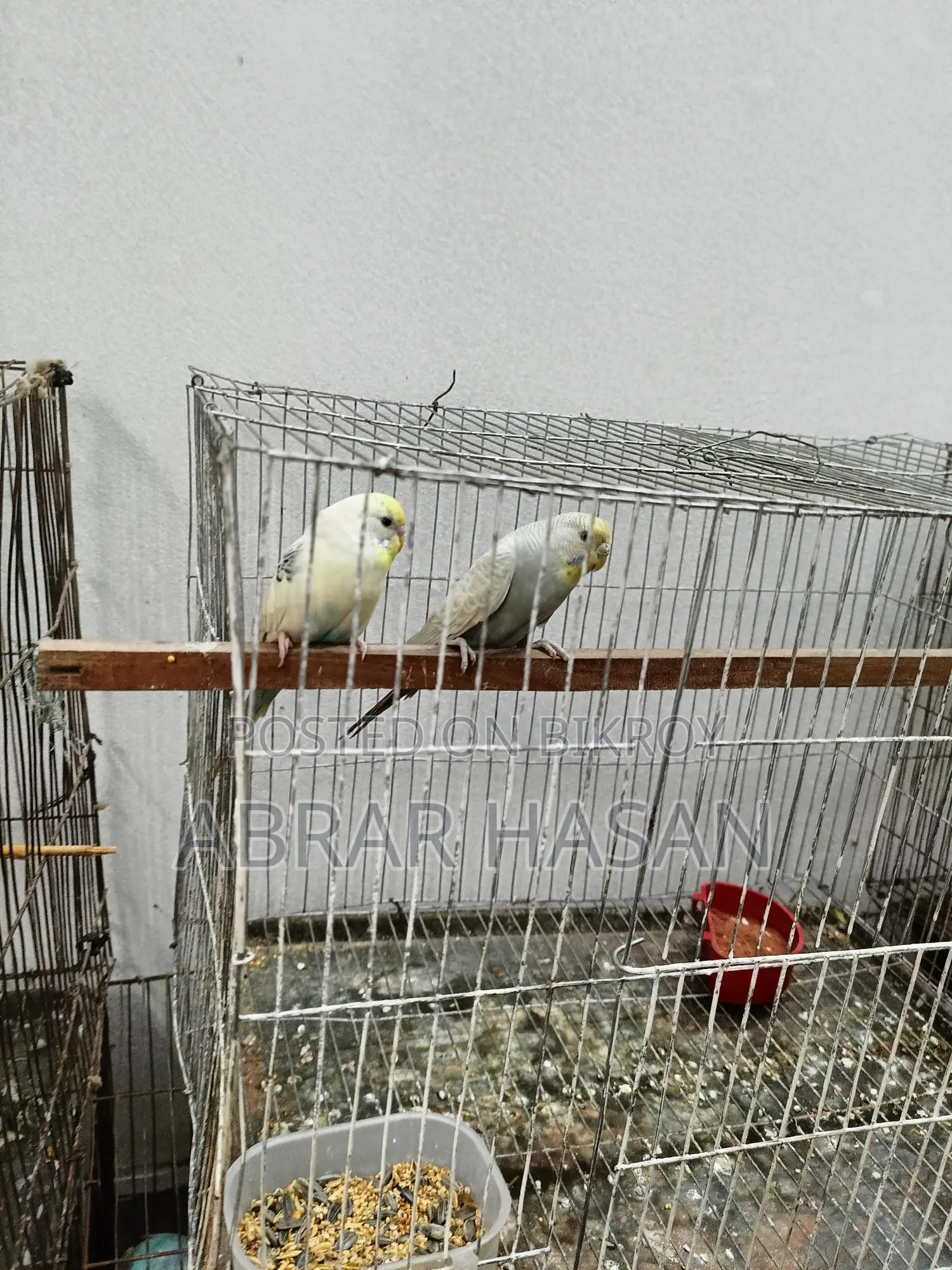 বাজিগর পাখি